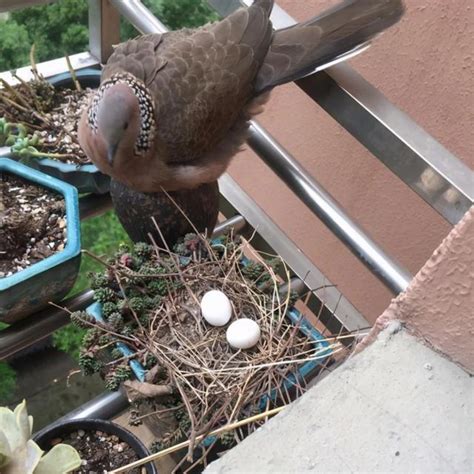 斑鳩築巢下蛋風水 夫妻宮怎麼看面相